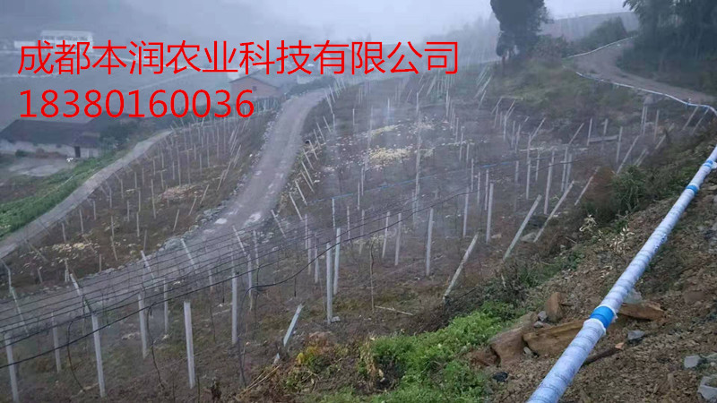 廣安鄰水縣獼猴桃吊掛微噴項目