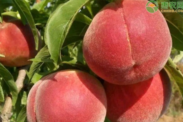 桃樹出現干枯枝條是怎么回事？如何防治好？