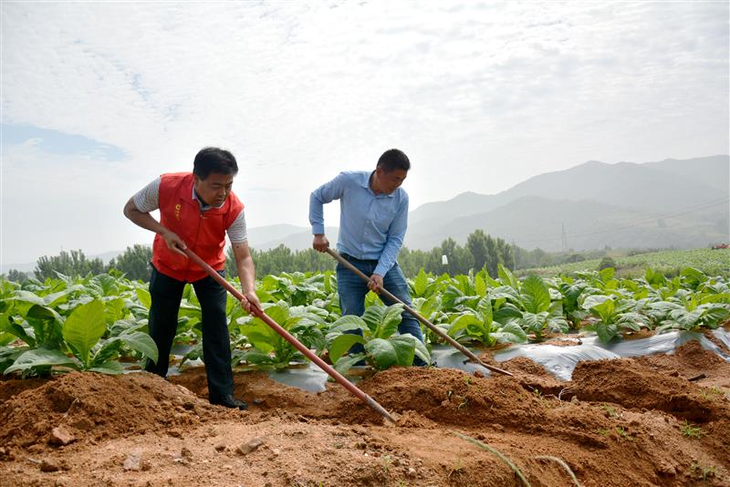 寺頭煙站站長馬強（左）與劉金國在煙田開挖排水溝。