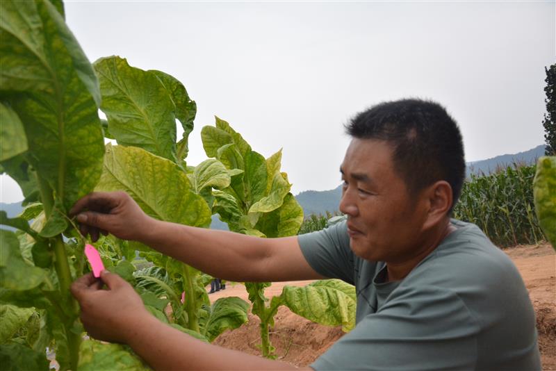 劉金國在試驗示范煙田設(shè)置標識。