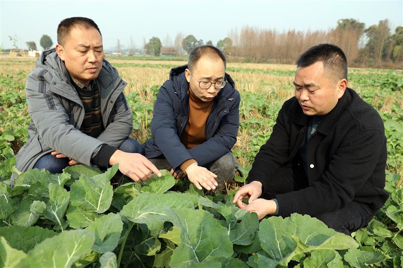 丹棱縣農業專家正在對農業生產中的問題進行解答和技術指導。